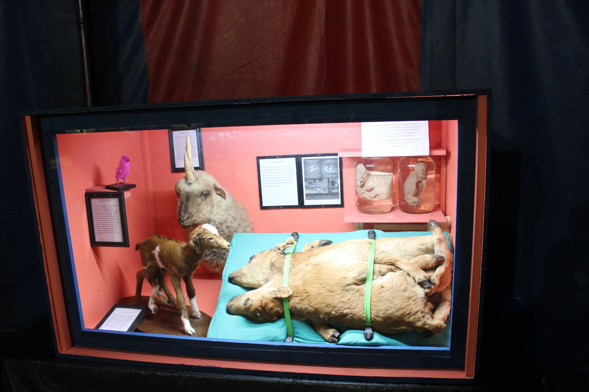 Museum Exhibit 1